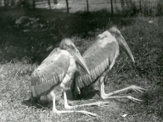 Ein Paar Große Indische Marabus im Londoner Zoo, September 1923